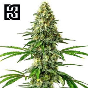 Santa Muerte Feminized By Blimburn Seeds Bank