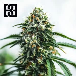 Scrambler Haze Feminized By Blimburn Seeds Bank