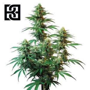 Sour Diesel Autoflower By Blimburn Seeds Bank