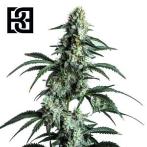 Sour Diesel Feminized By Blimburn Seeds Bank