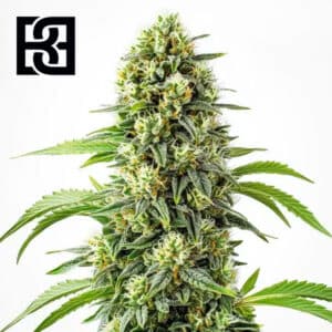 Steve’s Dream Queen Feminized By Blimburn Seeds Bank