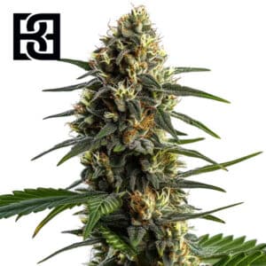 Stoned Panda Feminized By Blimburn Seeds Bank