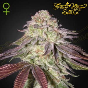 Sugarlato Autoflower By Green House Seed Company