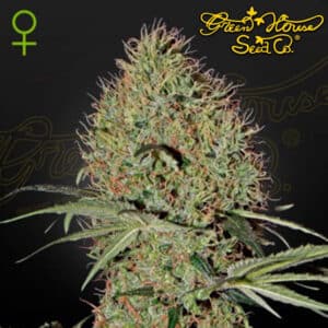 Super Bud Autoflower By Green House Seed Company