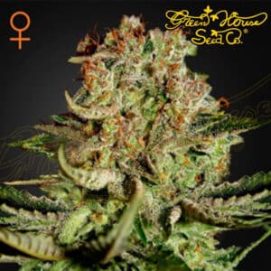 Super Bud Feminized By Green House Seed Company