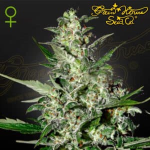Super Critical Autoflower By Green House Seed Company
