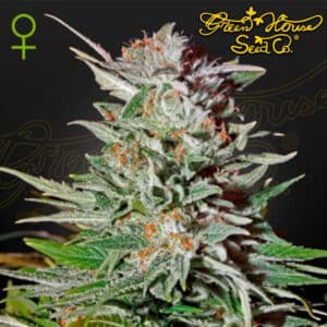 Super Lemon Haze Autoflower By Green House Seed Company