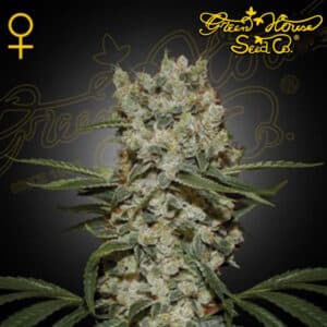 Super Silver Haze Feminized By Green House Seed Company