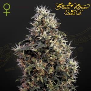 Sweet Mango Autoflower By Green House Seed Company