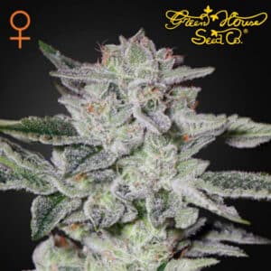 Sweet Valley Kush Feminized By Green House Seed Company