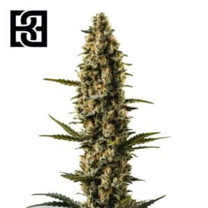 Sweety Autoflower By Blimburn Seeds Bank