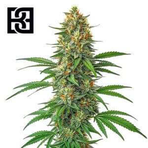Tangie Autoflower By Blimburn Seeds Bank