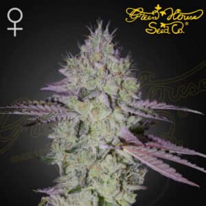 Tart Tatin Feminized By Green House Seed Company