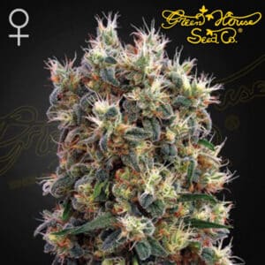 The Church Feminized By Green House Seed Company