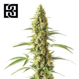 Tijuana Feminized By Blimburn Seeds Bank
