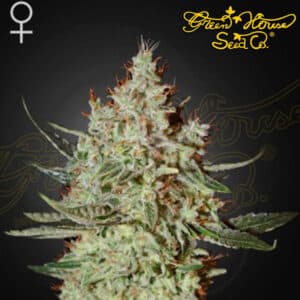 Train Wreck Feminized By Green House Seed Company
