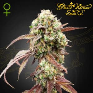 West Coast OG x Gelato Auto 41 Autoflower By Green House Seed Company