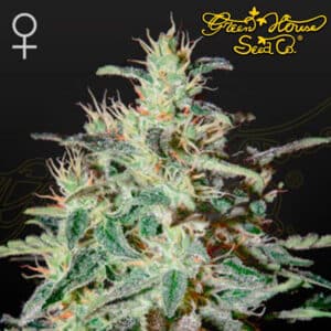 White Lemon Feminized By Green House Seed Company