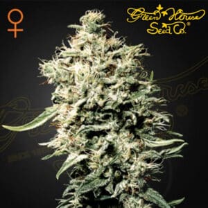 White Rhino Feminized By Green House Seed Company
