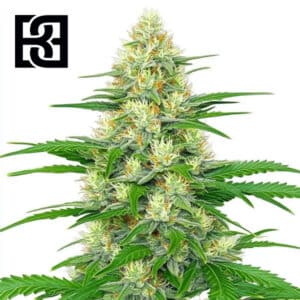 White Widow Autoflower By Blimburn Seeds Bank