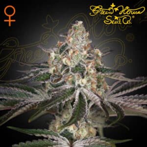 White Widow Feminized By Green House Seed Company