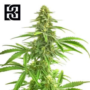 Wombat Feminized By Blimburn Seeds Bank