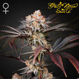 Wonder Pie Feminized By Green House Seed Company