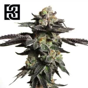 Zombie Death Fuck Feminized By Blimburn Seeds Bank