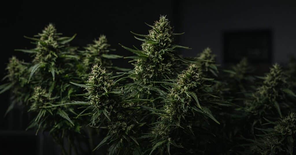 48 Hours of Darkness Before Cannabis Harvest — Kind Seed Co
