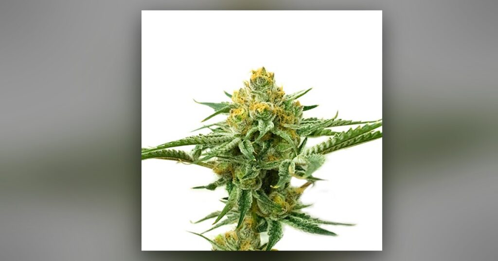 5 Alive — Kind Seed Co