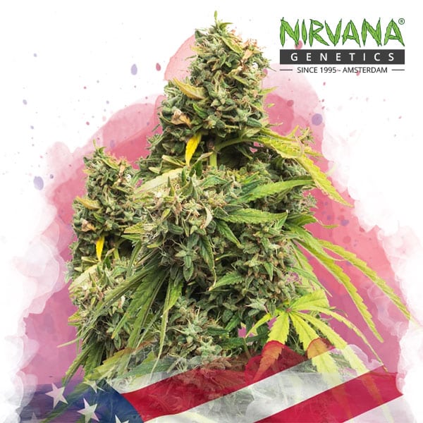 Five Alive (5 Alive) related cannabis seed pack from Kind Seed Co