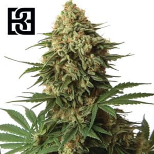 9 Pound Hammer Feminized By Blimburn Seeds Bank