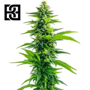 Acapulco Gold Feminized By Blimburn Seeds Bank