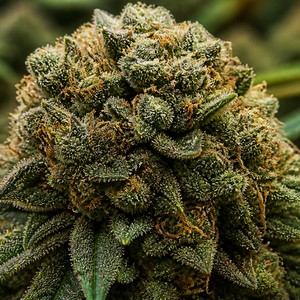 Afghan cannabis strains for sale