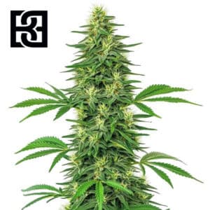 Alien OG Feminized By Blimburn Seeds Bank