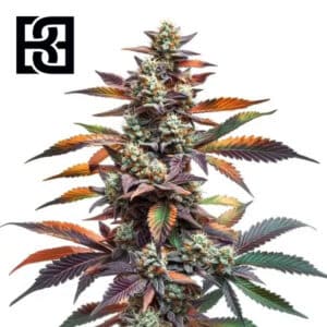 Alien Rock Candy Feminized By Blimburn Seeds Bank