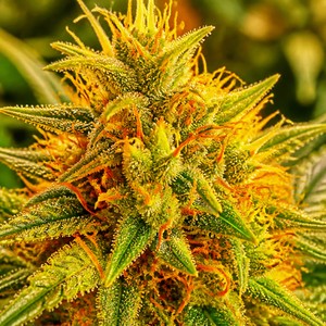 Amnesia cannabis strains for sale