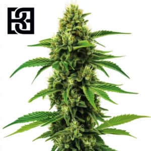 Banana Z OG Feminized By Blimburn Seeds Bank