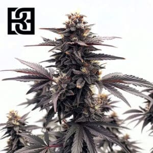 Black Runtz Feminized By Blimburn Seeds Bank