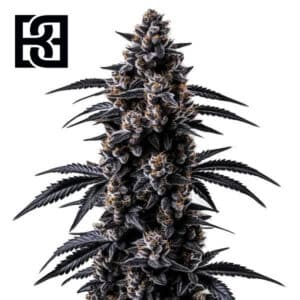 Black Sugar Feminized By Blimburn Seeds Bank