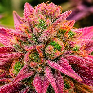 Candy cannabis strains for sale
