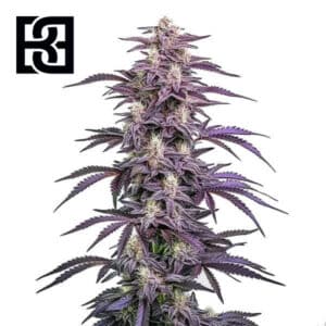 Candyland Peyote Feminized By Blimburn Seeds Bank
