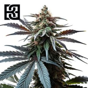Cap Junky Feminized By Blimburn Seeds Bank