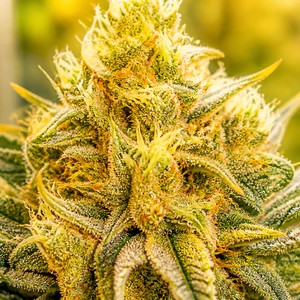 Cheese cannabis strains for sale
