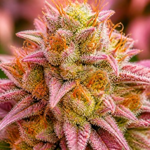 Cinderella cannabis strains for sale