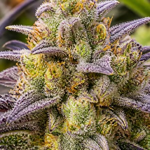 Cookies cannabis strains for sale