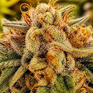 Crack cannabis strains for sale