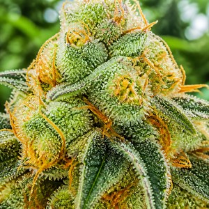 Critical cannabis strains for sale