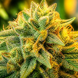 Diesel cannabis strains for sale