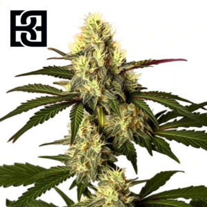 Do Si Dos Feminized By Blimburn Seeds Bank